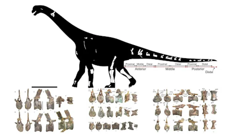 The Sentinel of the Kutch: Unveiling Ceratocaudia antiqua, India’s Ancient Horned Sauropod