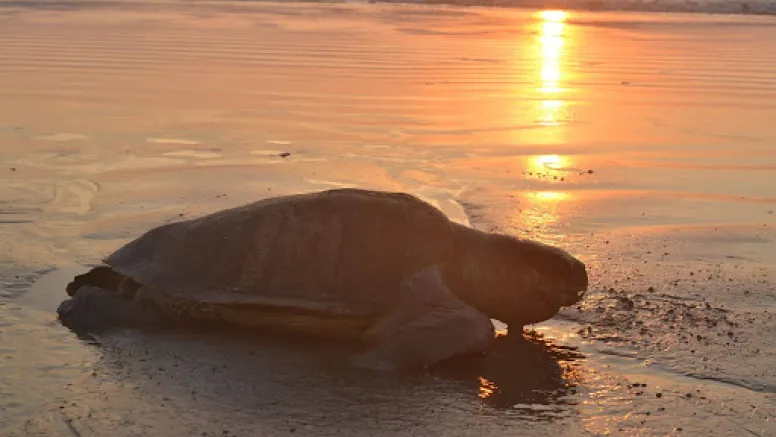 The Silent Toll of the Arabian Sea: How Human Activity is Devastating Karnataka’s Marine Life