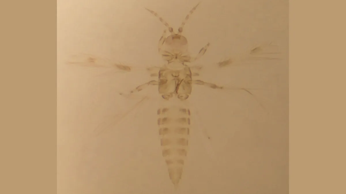 The ‘Tiger River’ Discovery: New Insect Species Identified in the Biodiversity Heart of the Western Ghats