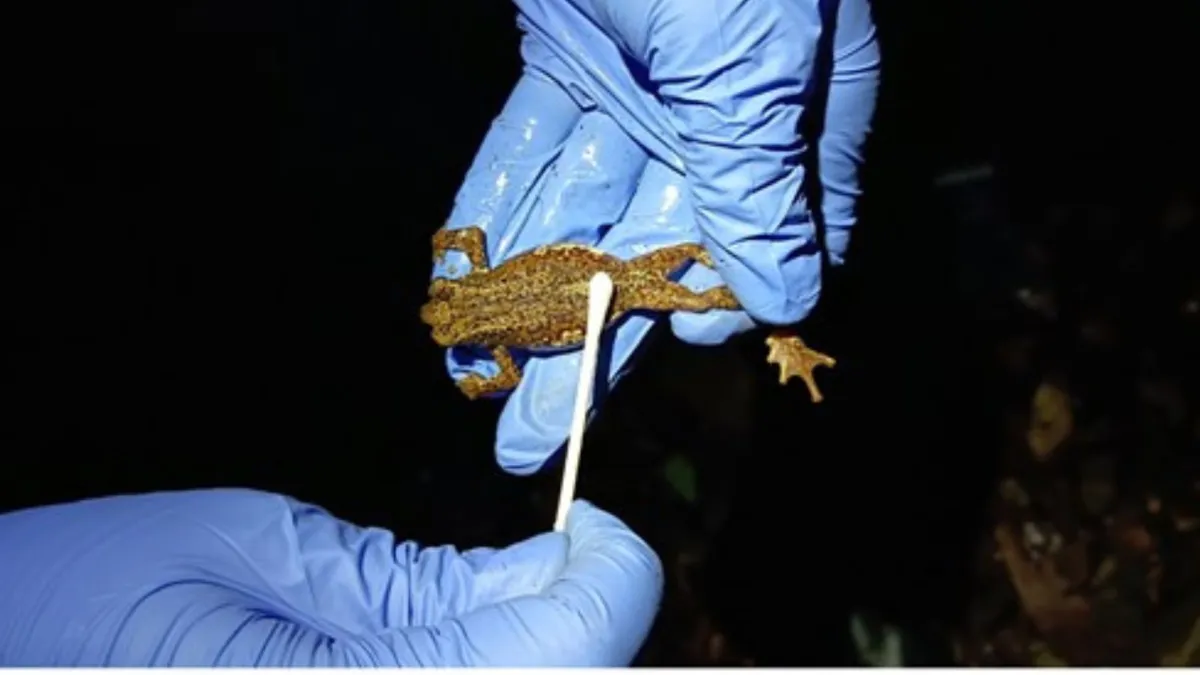 A Silent Revolution in Conservation: Ethical DNA Sampling Offers New Hope for India’s Amphibians