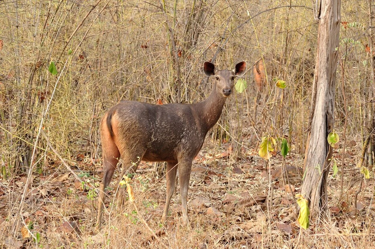 Beyond the Tiger: A New Paradigm for Indian Conservation Through ‘Anchor Species’
