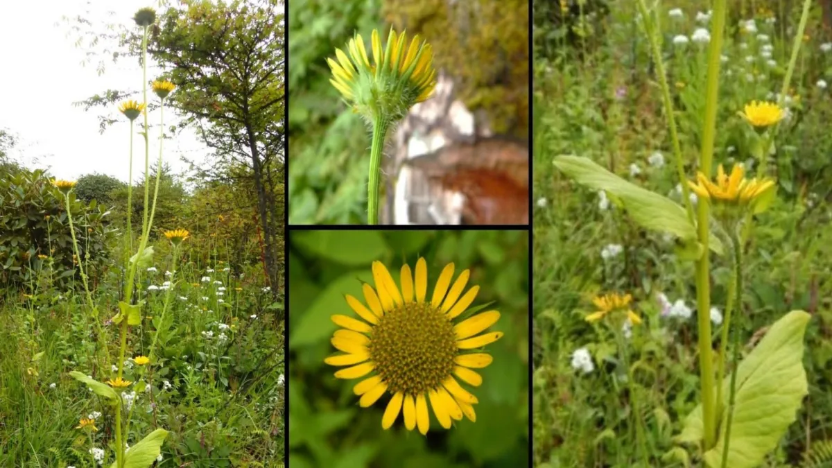 Botanical Breakthrough in the Eastern Himalayas: New ‘Leopard’s Bane’ Species Discovered in Tawang