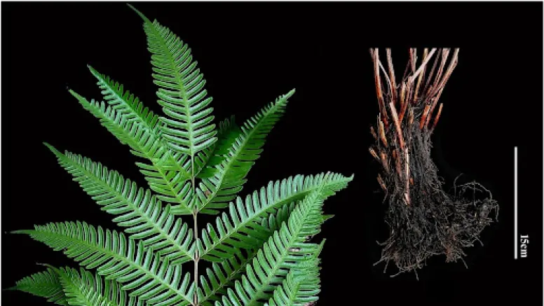 Botanical Treasure Under Threat: New Critically Endangered Fern Discovered in the Eastern Ghats