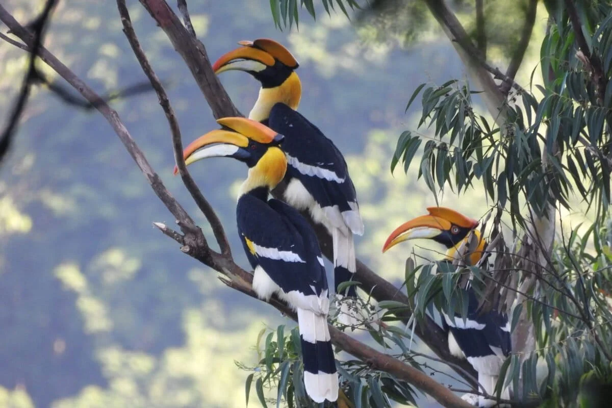 Decoding the Genetic Blueprint of the ‘Farmers of the Forest’: Scientists Map Genomes of Four Threatened Asian Hornbills