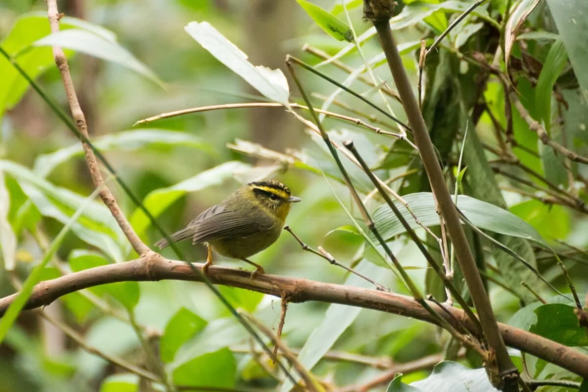 Following the Feast: Why Himalayan Birds Move with the Seasons