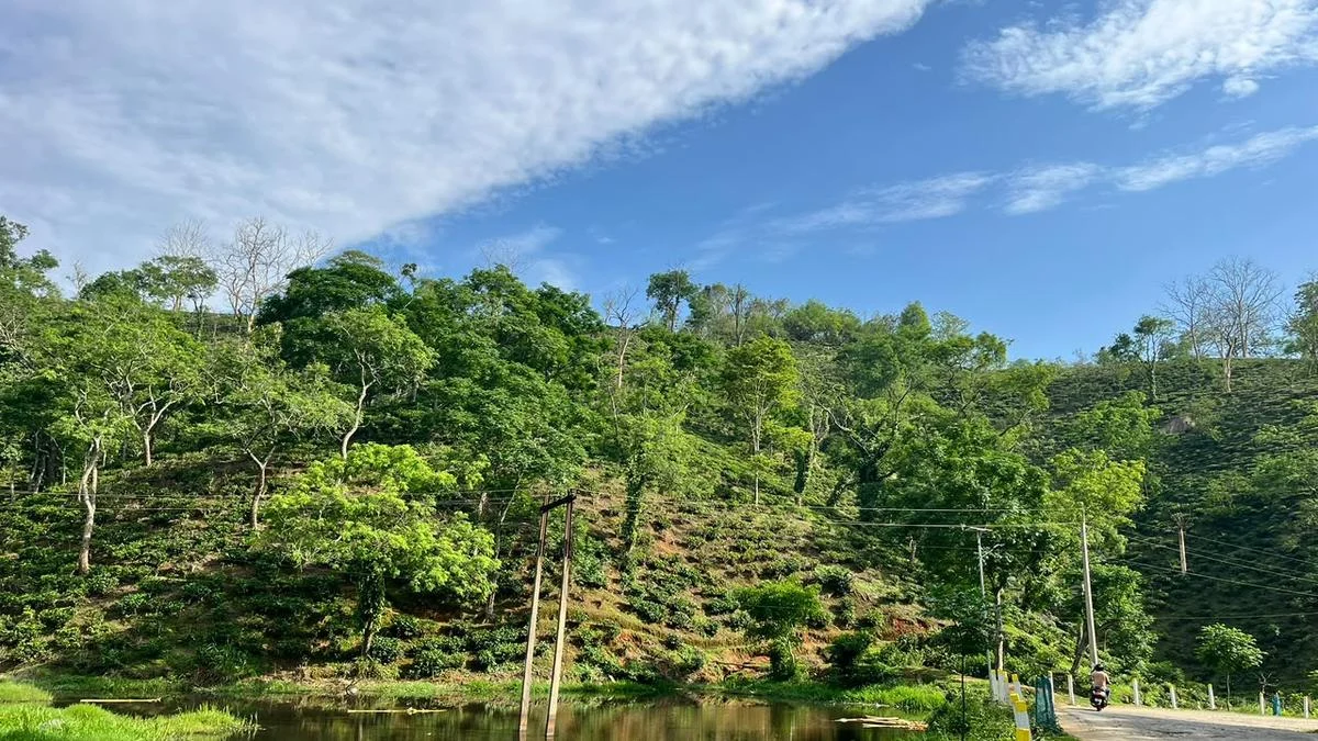 For a  leaf-to-cup tea experience near Guwahati in Assam