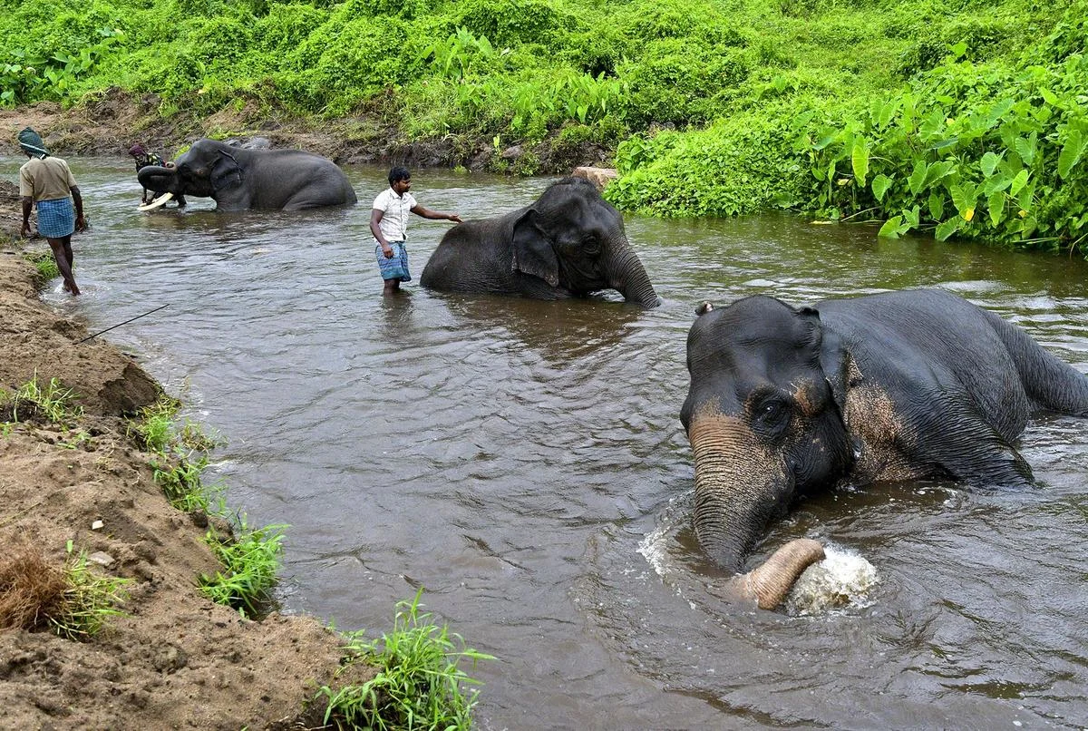 Guardians of the Wild: Indigenous Wisdom and the Future of Elephant Conservation in Tamil Nadu