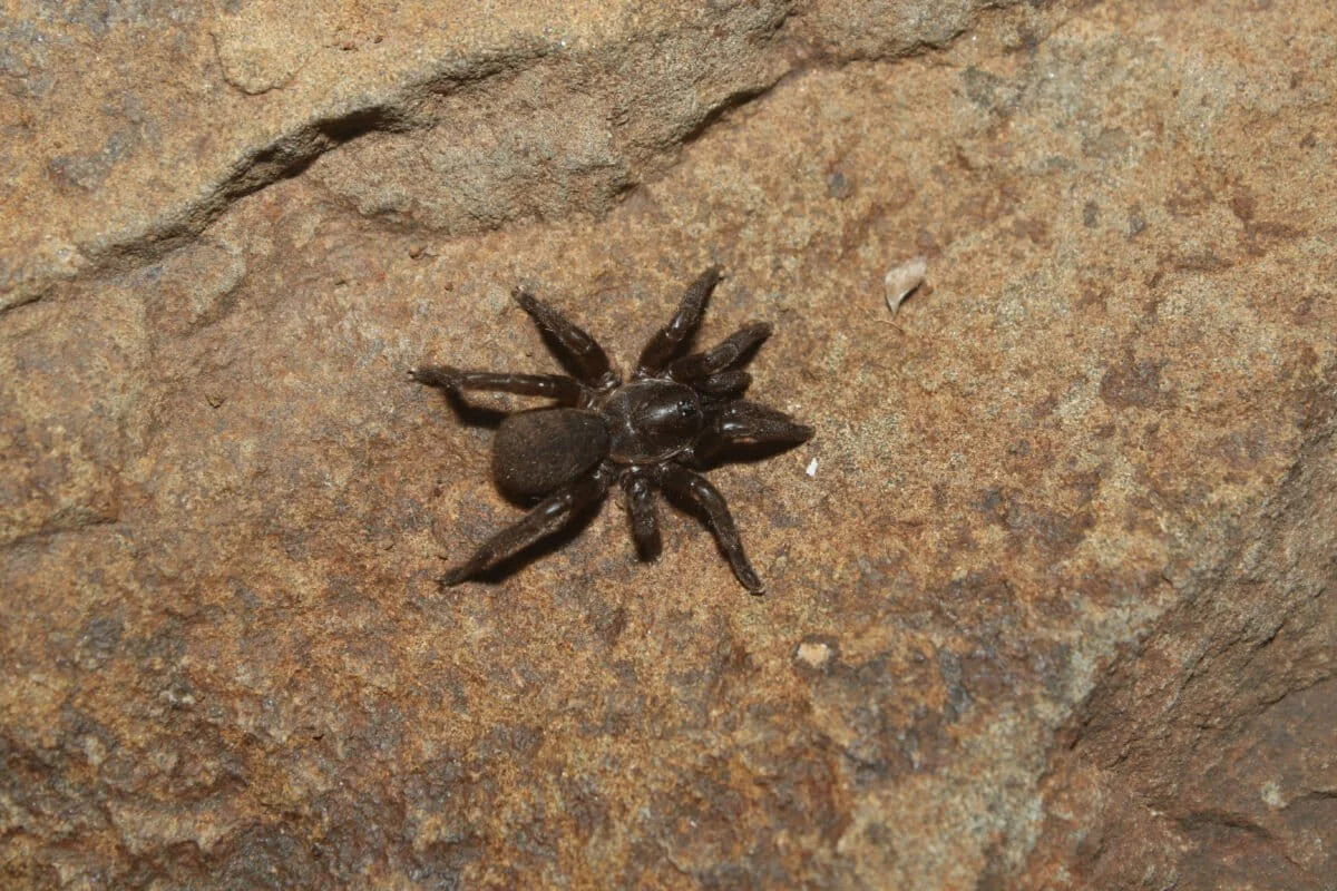 Hidden Architects of the Deccan: New Trapdoor Spider Species Discovered in Maharashtra’s Grasslands