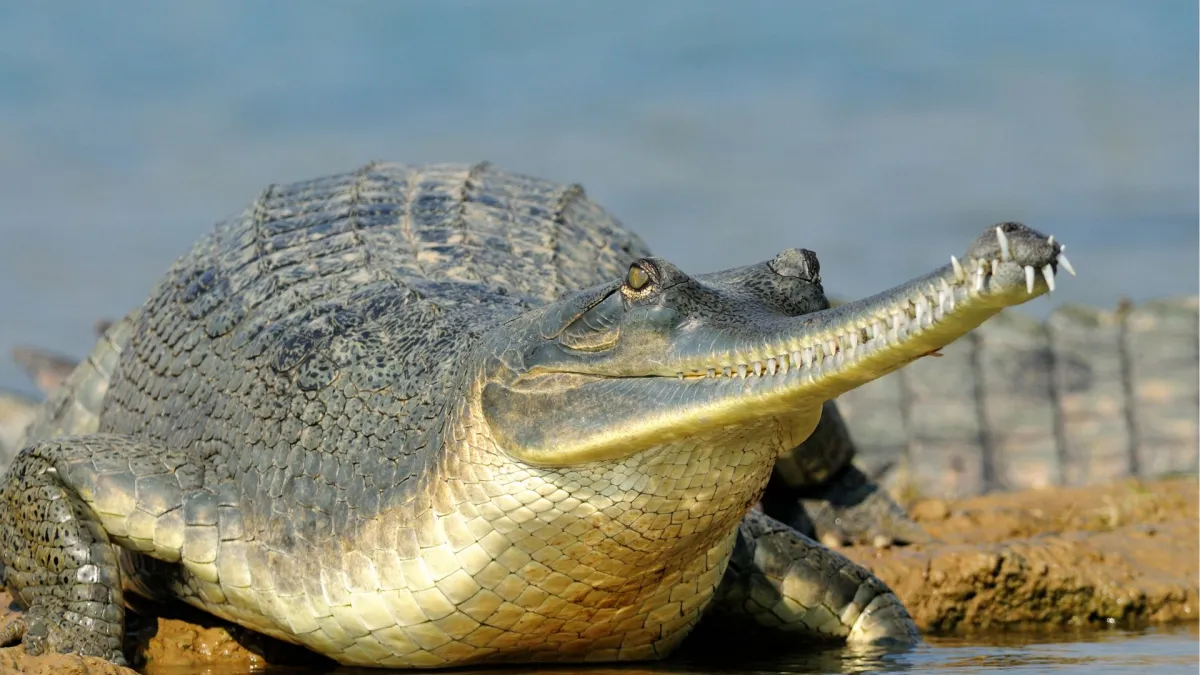 Illuminating the Shadows: How Light Pollution Threatens the Survival of India’s Endangered Gharials