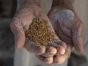 India Reopens Wheat Exports: A Strategic Shift Amidst Bumper Harvests