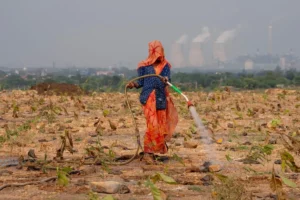 India’s Green India Mission Stalls: CAG Audit Reveals ‘Negligible’ Progress and Systematic Failures
