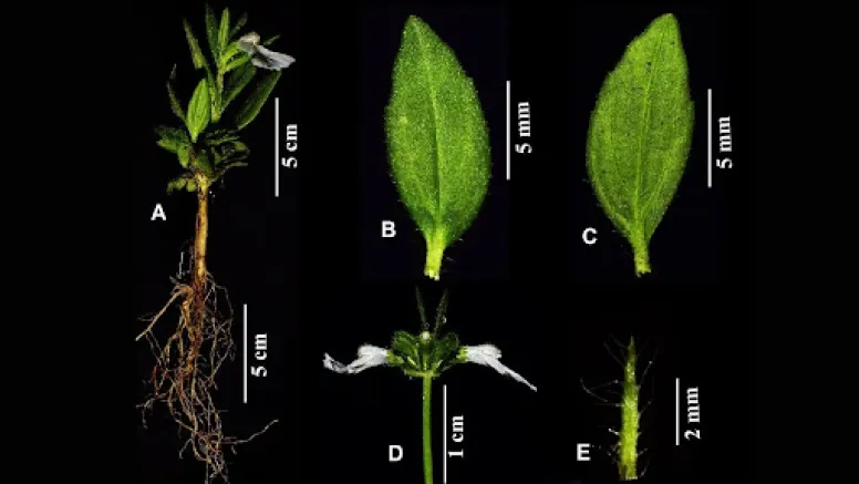 New Botanical Discovery on India’s Coromandel Coast: A Tribute to Leadership and Biodiversity