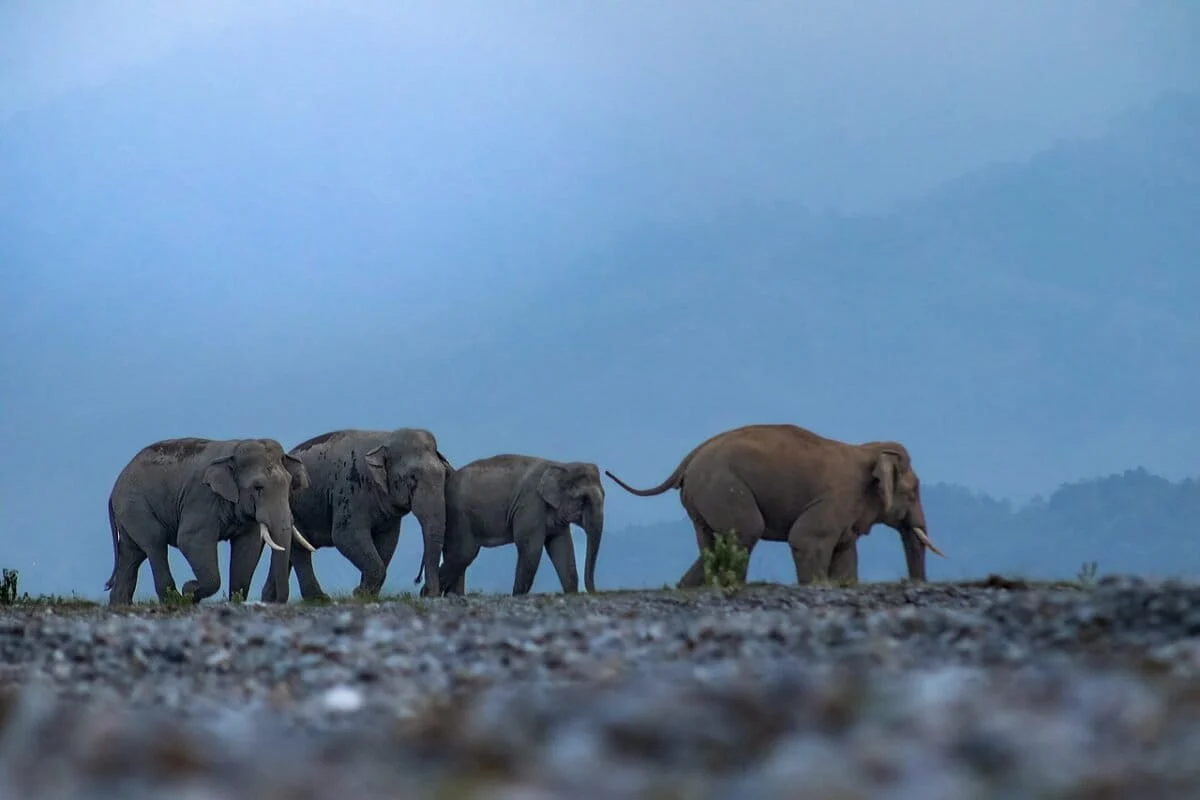 Right of Passage: Supreme Court Demands Comprehensive Audit of India’s Choked Elephant Corridors