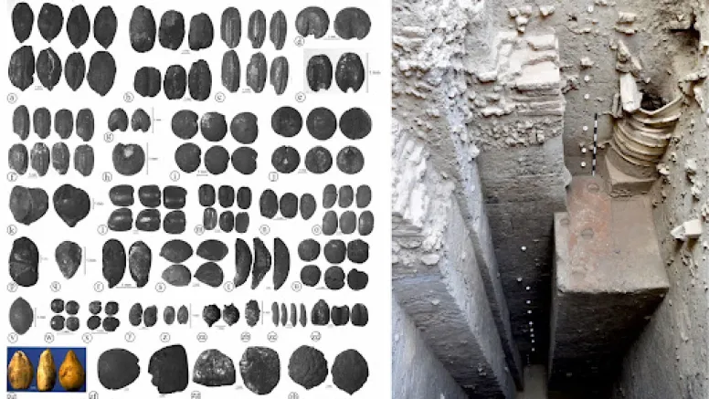 Seeds of Civilization: How 500,000 Charred Grains in Bihar Reveal 3,000 Years of Agricultural Innovation