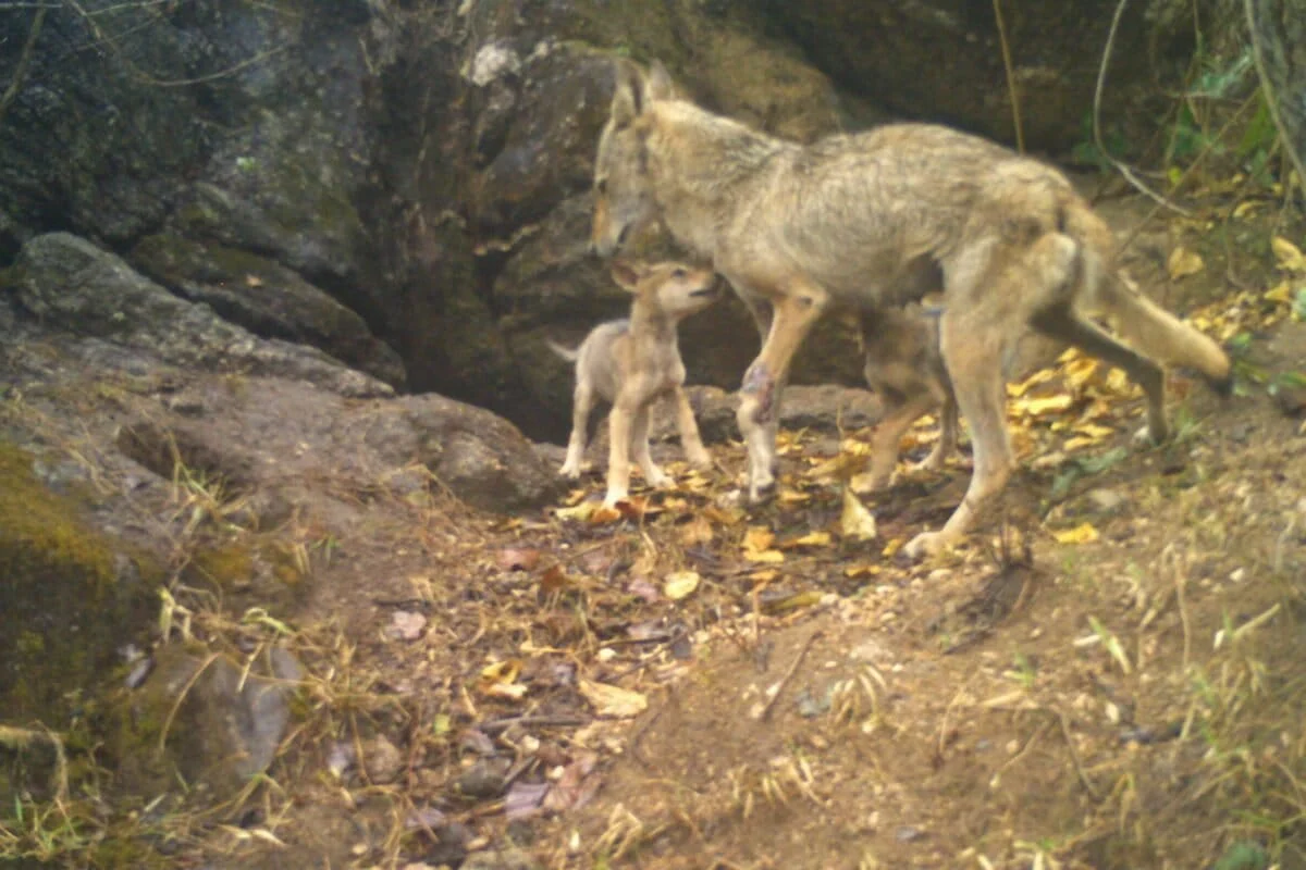 Shadows in the Sal Forest: Decoding the Complex Coexistence at India’s First Wolf Sanctuary