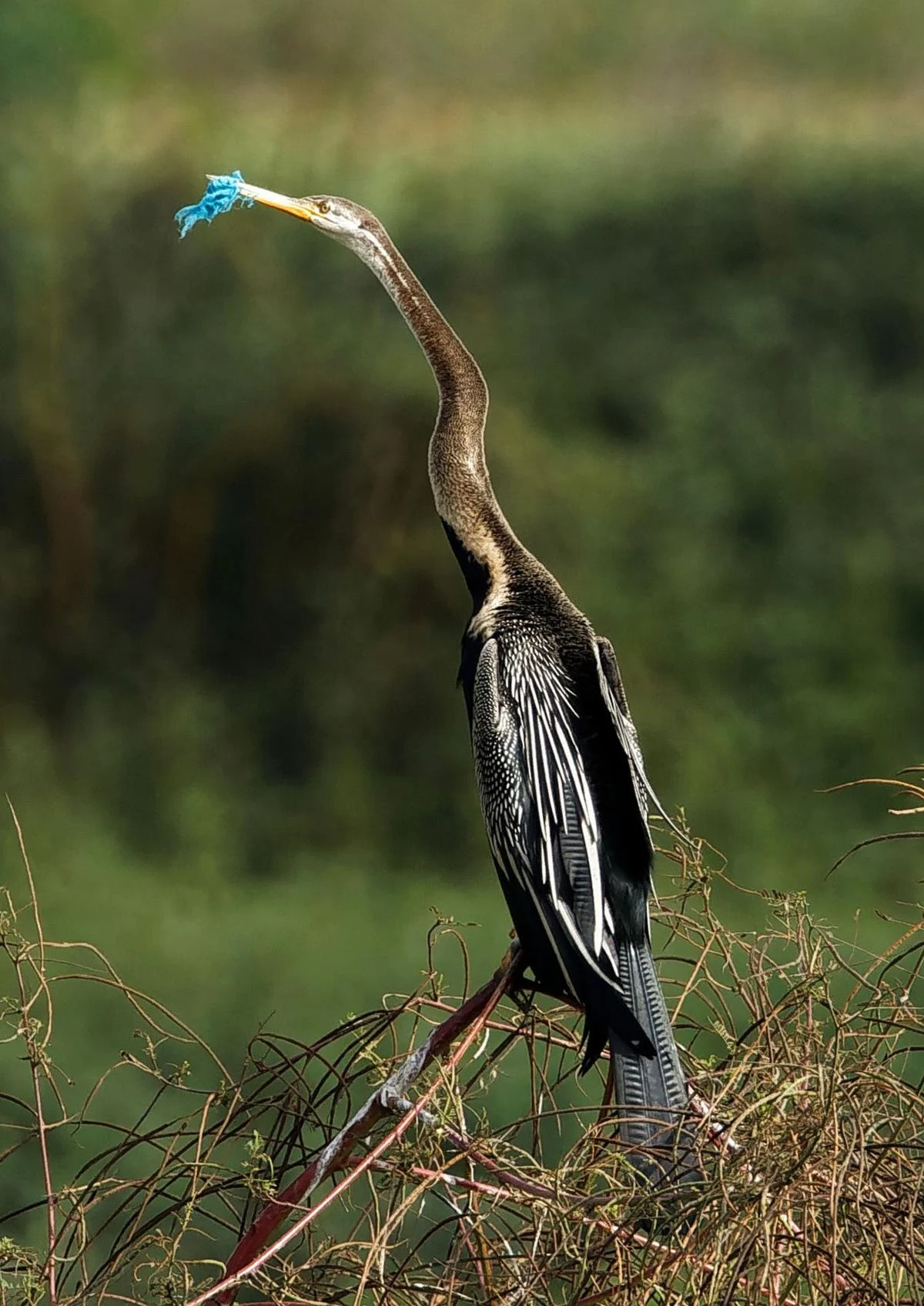 Silent Suffocation: A Rising Tide of Pollution Threatens Bengaluru’s Iconic Darters