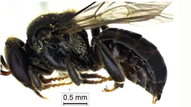 Subterranean Secret: New Species of Stingless Bee Discovered Beneath the Hills of Nagaland