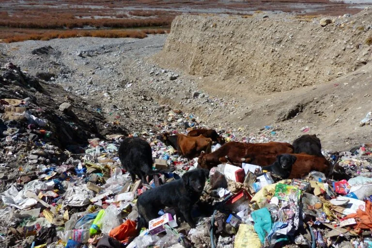 The Canine Crisis in the Cold Desert: How Free-Ranging Dogs are Outpacing Snow Leopards as the Primary Threat to Spiti’s Livestock