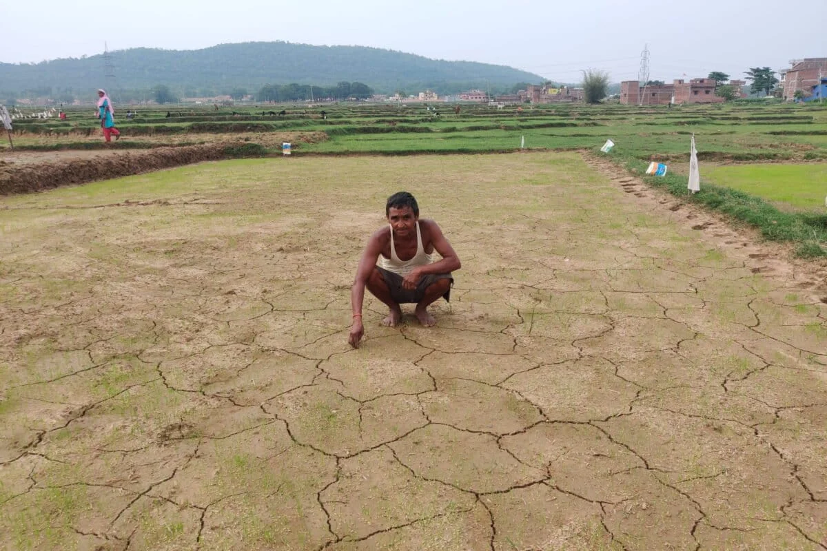 The Cracked Earth of Jharkhand: How El Niño and a Faltering Monsoon Threaten India’s Rice Bowl