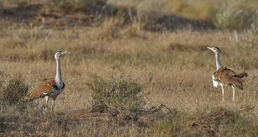 The Deccan Blueprint: A Scientific Roadmap to Save the Great Indian Bustard from the Brink of Extinction