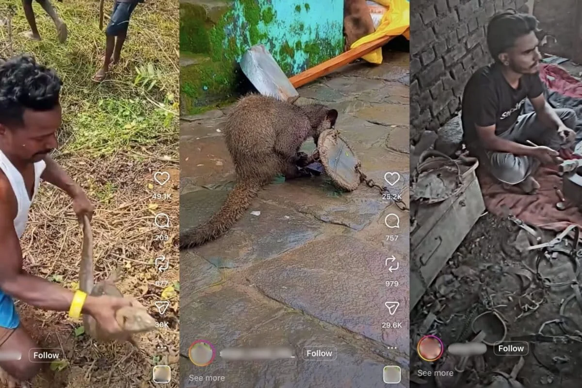 The Digital Frontier of Poaching: How Social Media Reels are Normalizing Wildlife Crime in India