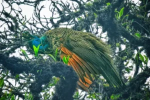 The Double-Edged Sword of Conservation: The Indian Peafowl’s Controversial Expansion into the Eastern Himalayas