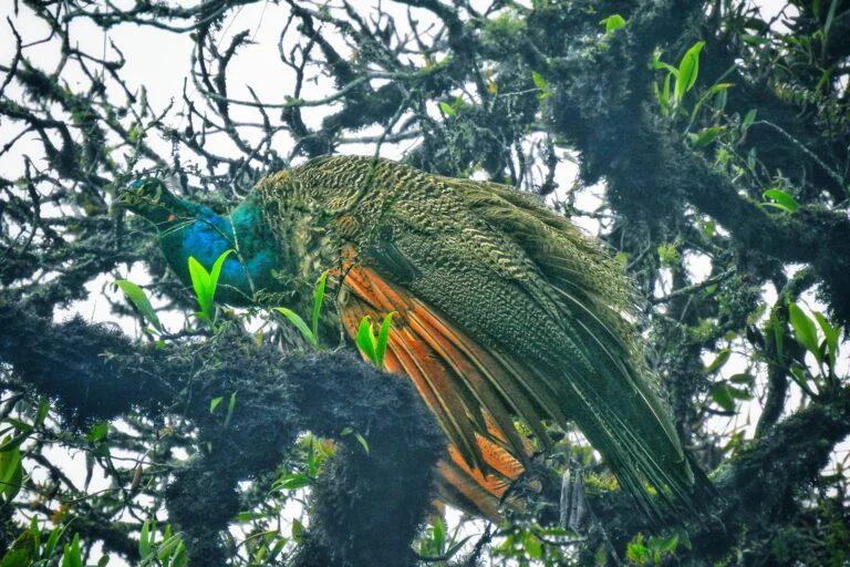 The Double-Edged Sword of Conservation: The Indian Peafowl’s Controversial Expansion into the Eastern Himalayas