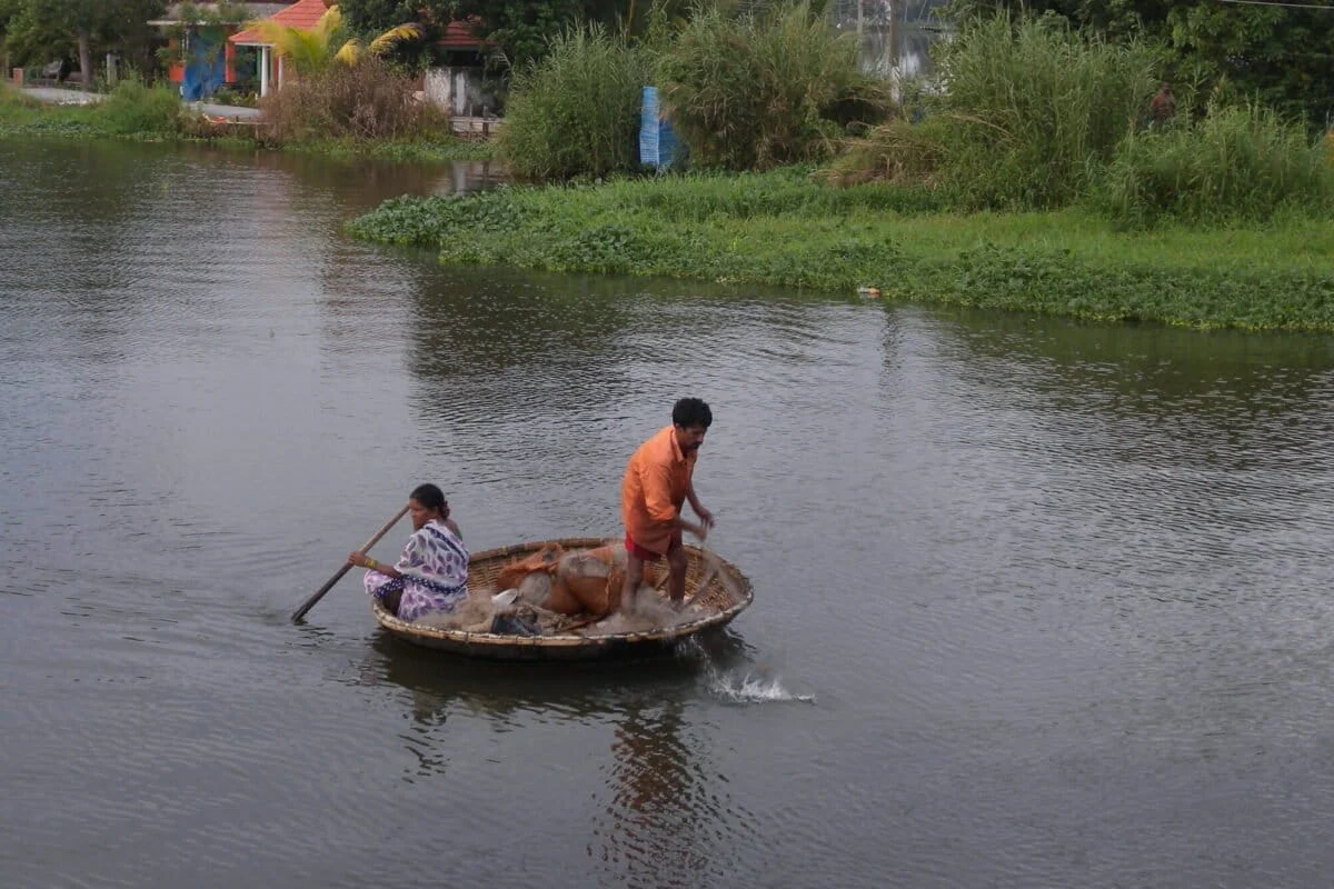 The Dying Heart of the Rice Bowl: Can Kerala’s Kuttanad Survive a Century of Human Intervention?