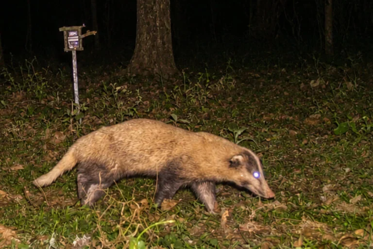 The Earth Pig of Kaziranga: Unveiling the Secret Life of the Greater Hog Badger