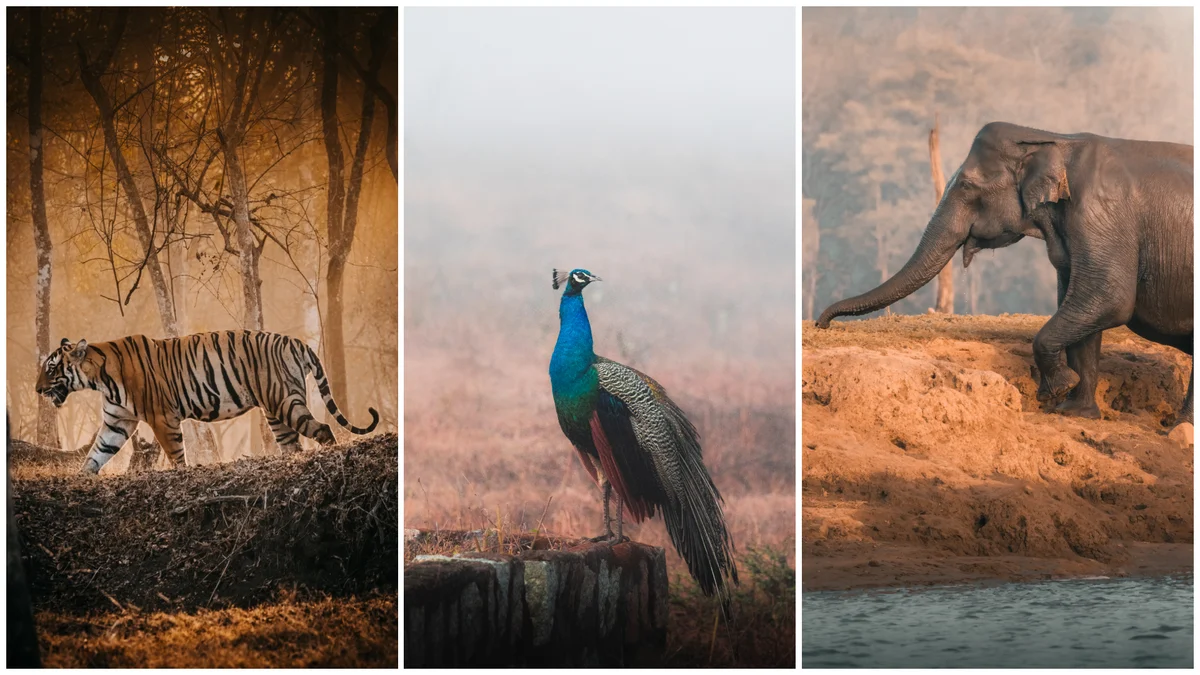 The Elusive Stripes of Kabini: Navigating the Monsoon Wilderness of Nagarhole