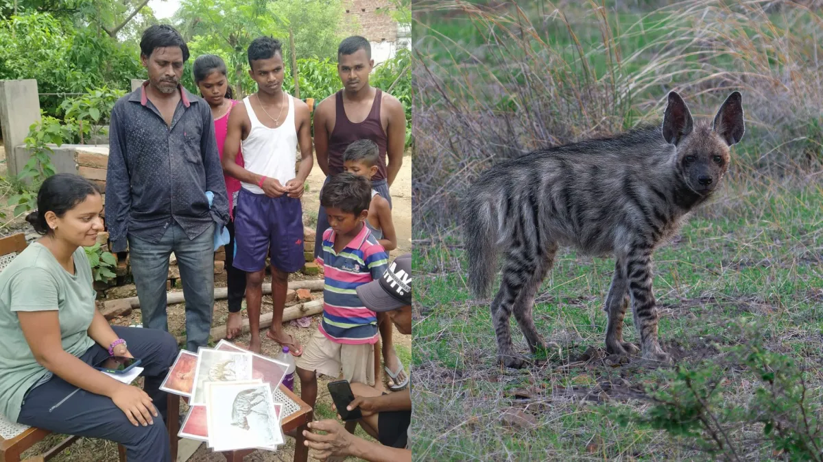 The Ghost in the Landscape: How Invisibility Shapes the Cultural Identity and Conservation of the Striped Hyaena