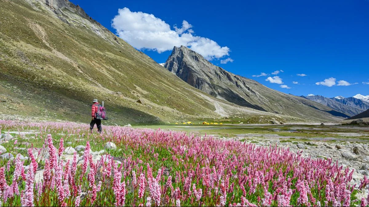 The Great Alpine Bloom: A Comprehensive Guide to India and Nepal’s Premier Flower Treks