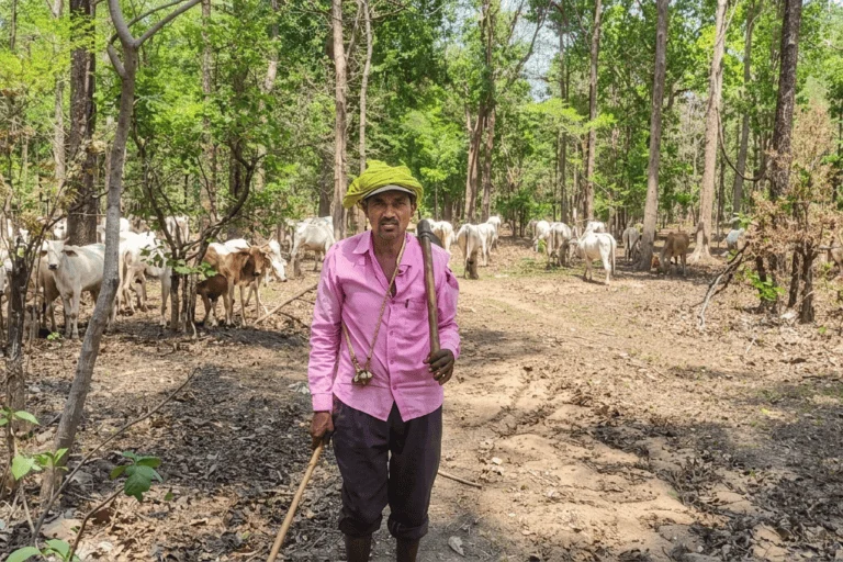 The Invisible Guardians of the Kanha-Pench Corridor: How the Decline of Herding Threatens Tiger Conservation
