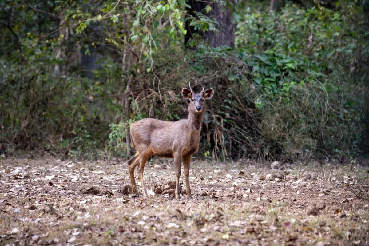 The Invisible Infrastructure: India’s Forests Valued at $2.5 Trillion Annually in Landmark Economic Study