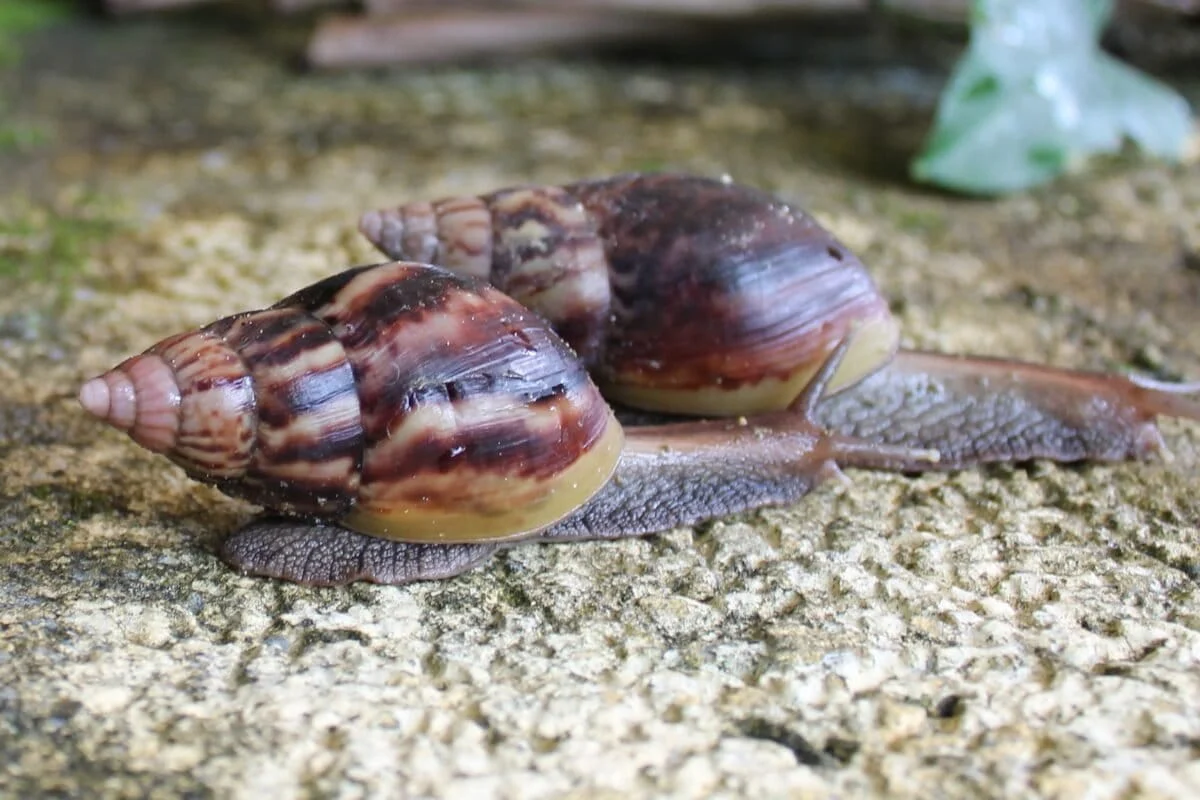 The Invisible Invasion: How Research Bias Masks the Severity of Invasive Species in the Global South
