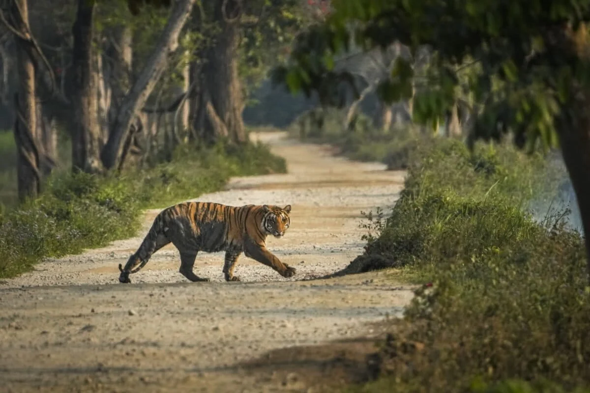 The Kaziranga Conflict: Activism, National Security, and the Battle for Indigenous Lands