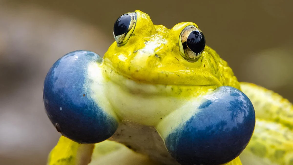 The Living Monsoon: How India’s Biodiversity Signals the Arrival of the Seasonal Deluge