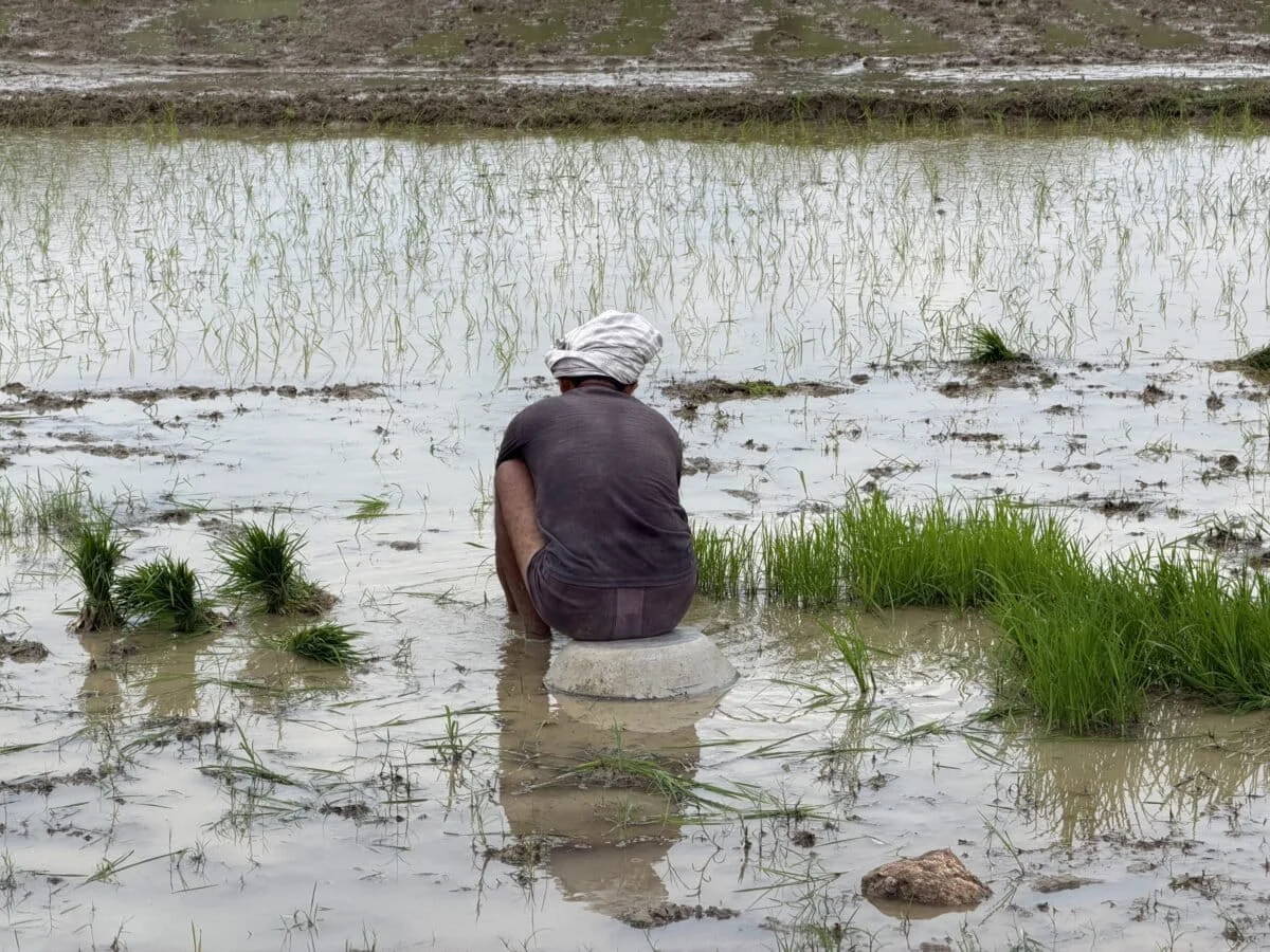 The Mirage of Resilience: Decades of Irrigation Failure Leave Palamu’s Farmers at the Mercy of a Vanishing Monsoon
