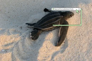 The Sentinel of Galathea: The Leatherback Turtle’s Fight for Survival Amidst Industrial Ambition