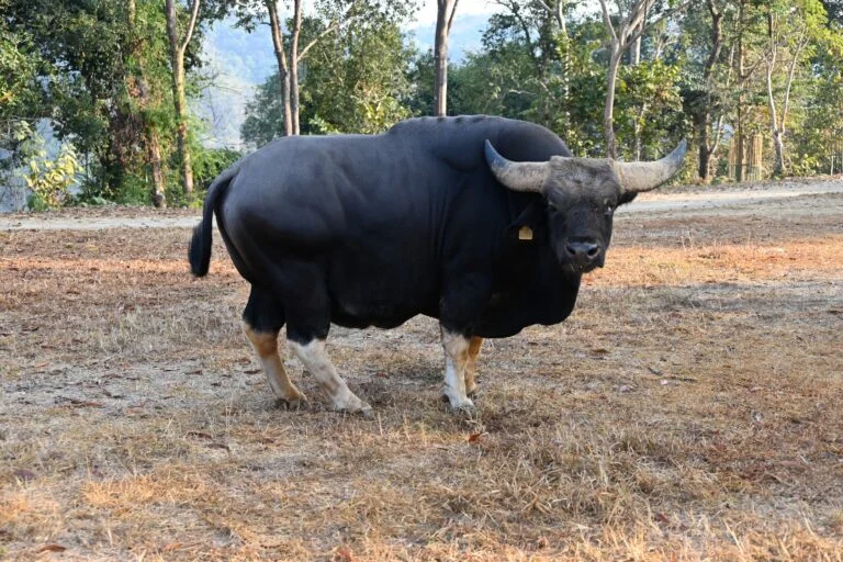 The Silent Crisis of the Pride of Arunachal: Genomic Insights and the Future of the Mithun