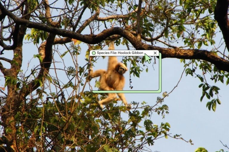 The Vanishing Anthem: The Struggle to Save the Western Hoolock Gibbon, India’s Only Ape