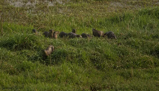 The Vanishing Guardians: New Research Reveals the Precarious Future of India’s Smooth-Coated Otters