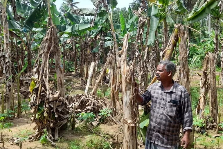 The Vanishing Harvest: Climate Volatility and the Transformation of Kerala’s Onam Traditions