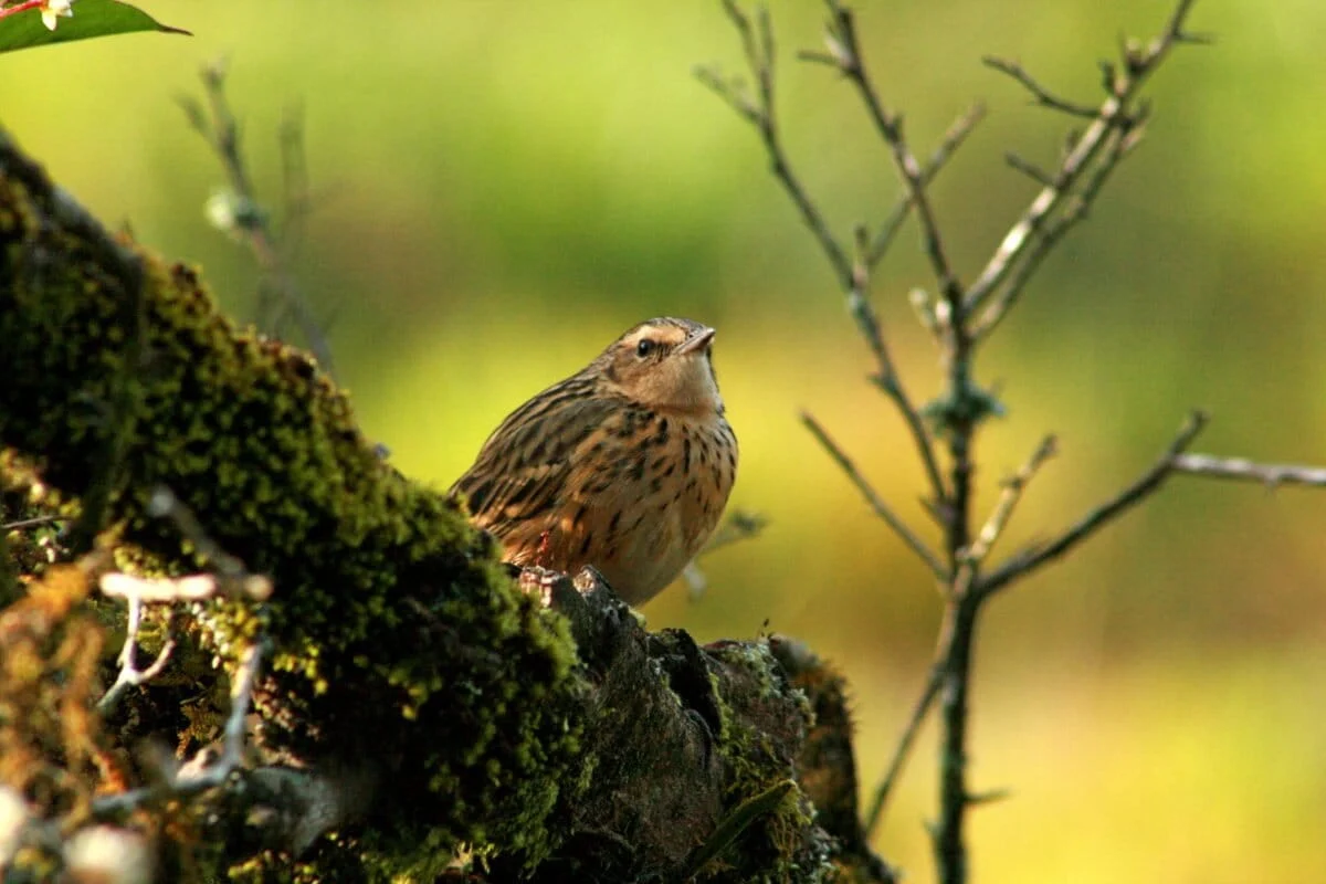 The Vanishing Mosaic: How Habitat Fragmentation in the Shola Sky Islands is Silencing the Nilgiri Pipit
