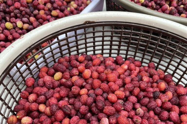 The Vanishing Orchards: The Ecological and Nutritional Crisis of India’s Declining Indigenous Fruits