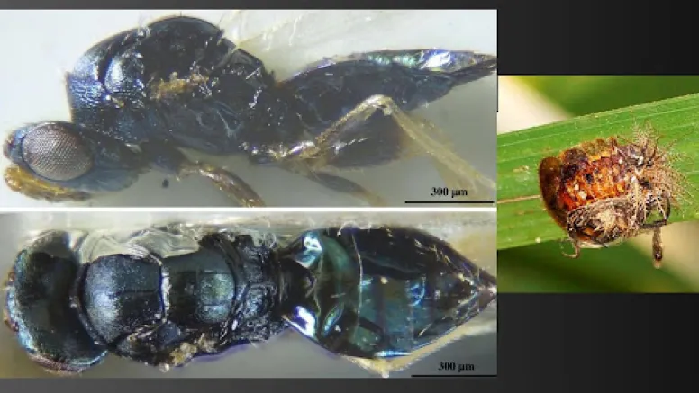 Tiny Predators of the Wetlands: New Parasitoid Wasp Species Discovered in Kolkata