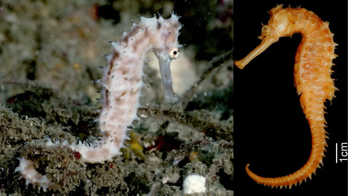Unveiling the Spiny Sentinel: How a New Seahorse Discovery Solved a Century-Old Taxonomic Mystery