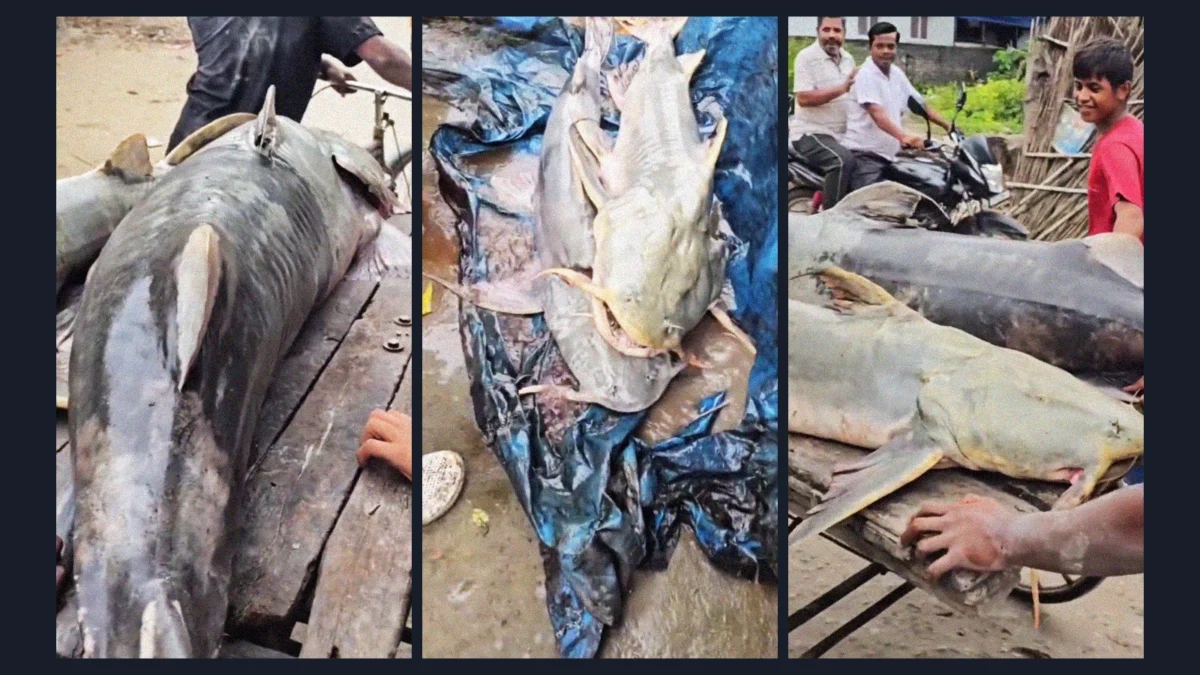 Bihar Officials Urge Caution: Flood-Affected Fish Pose Significant Health Risks