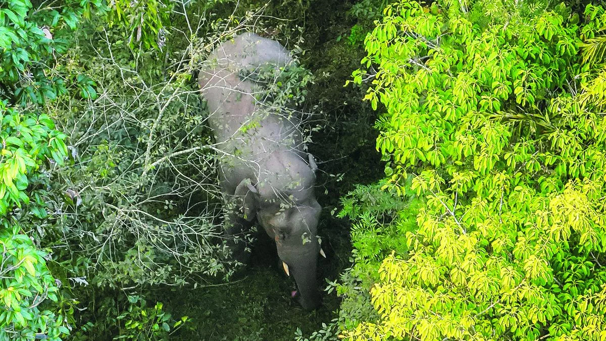 Echoes of the Wild: Reimagining Ownership in the Face of Elephantine Grace