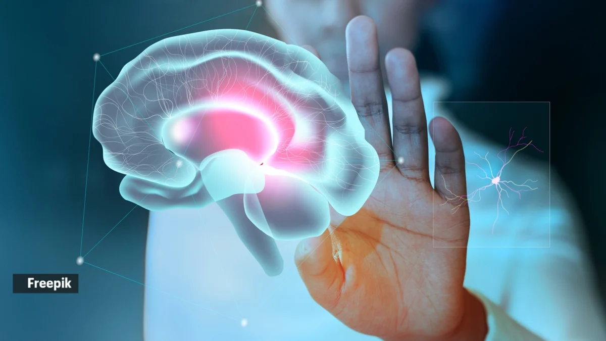 Groundbreaking Stanford Study Redefines Brain Development, Offering New Hope for Neurological Disease Research